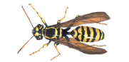 Yellow Jacket Wasps